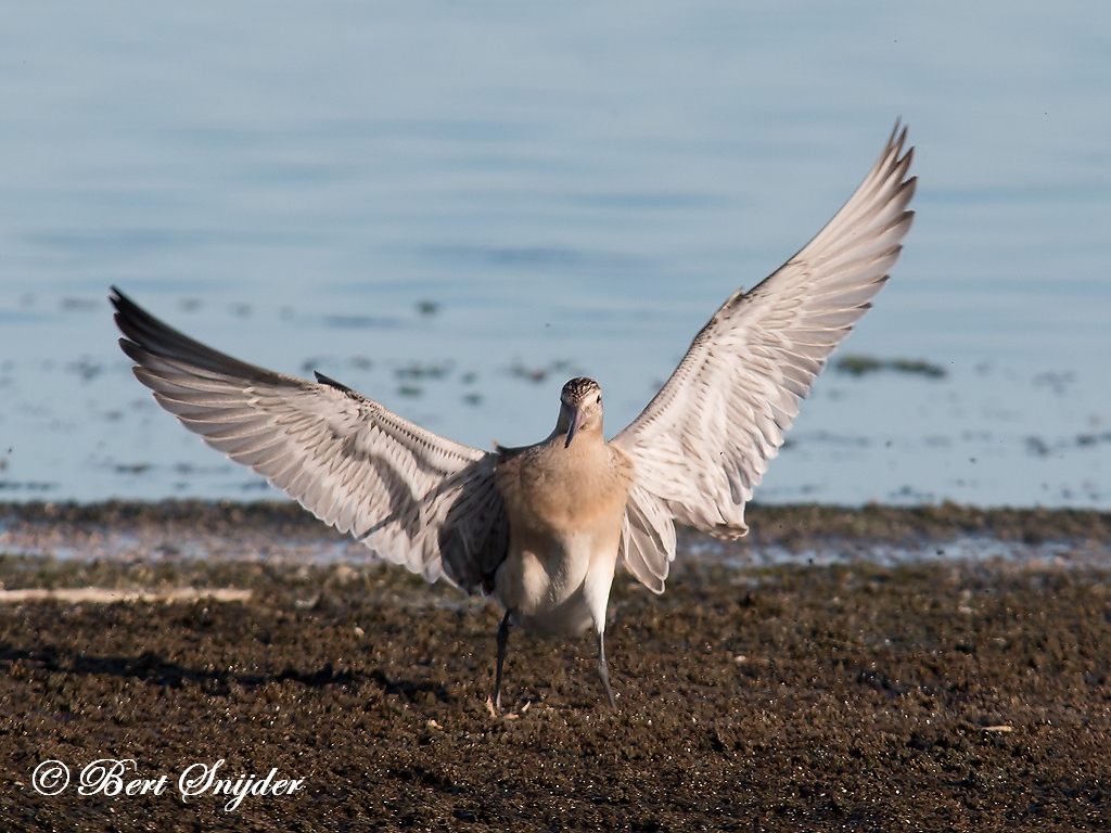 Bar-tailed Godwit Birding Portugal