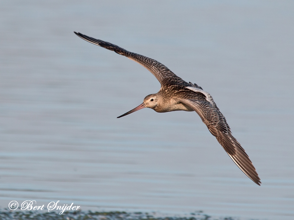 Bar-tailed Godwit Birding Portugal