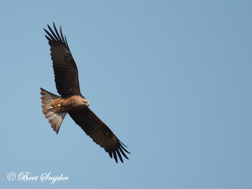 Black Kite Birding Portugal