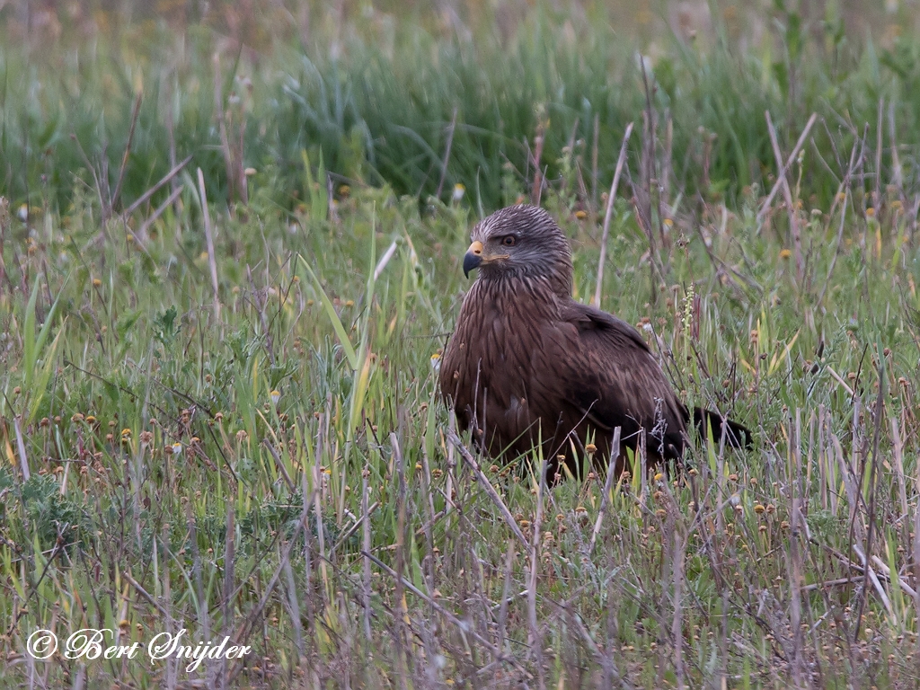 Black Kite Birding Portugal