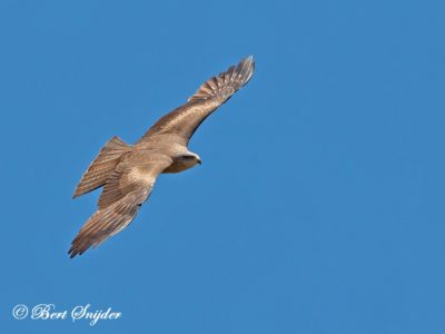 Black Kite Birding Portugal