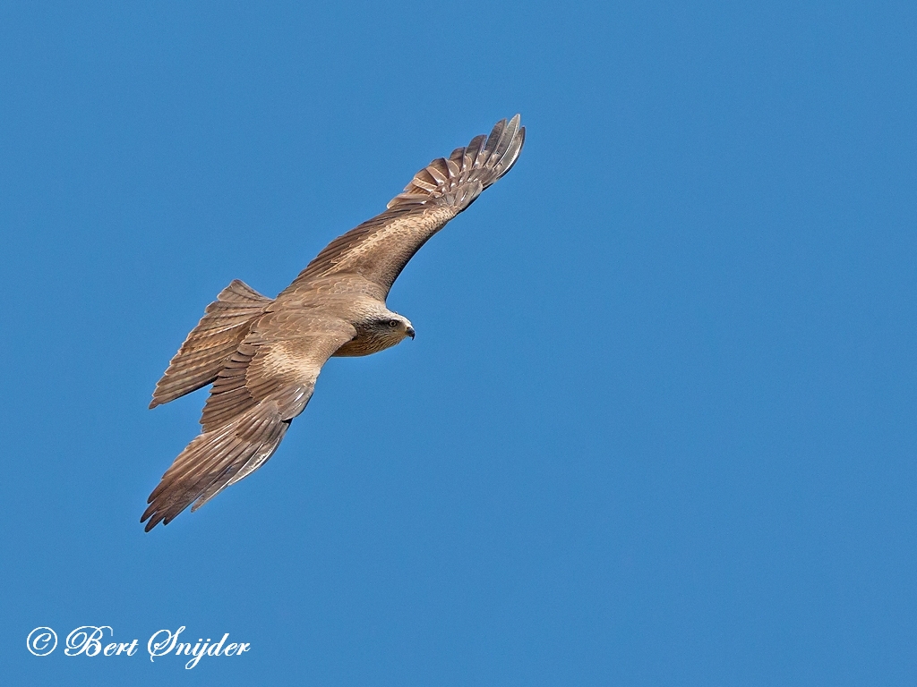 Black Kite Birding Portugal