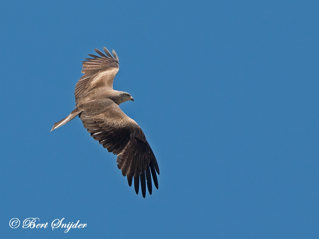 Black Kite Birding Portugal