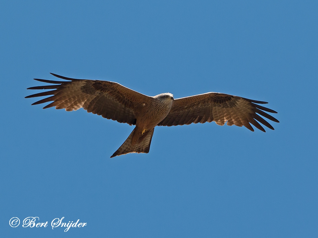 Black Kite Birding Portugal