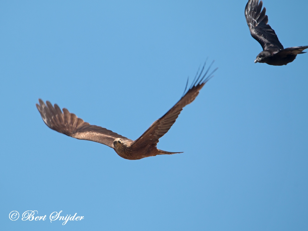 Black Kite Birding Portugal