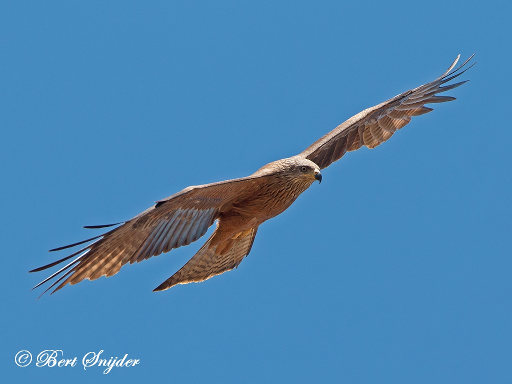 Black Kite Birding Portugal