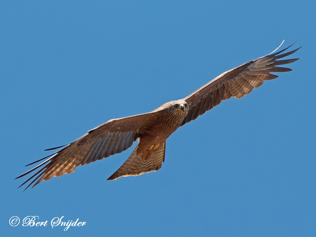 Black Kite Birding Portugal