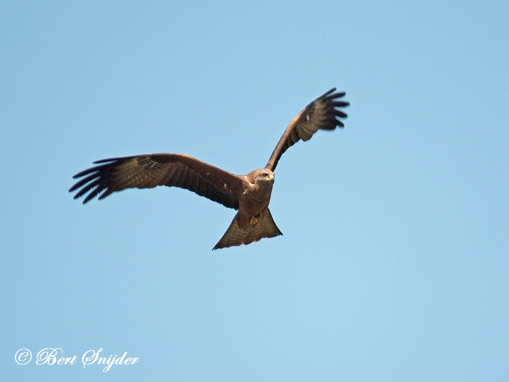 Black Kite Birding Portugal