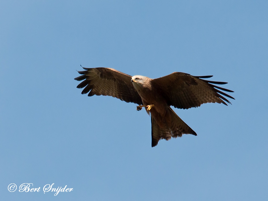 Black Kite Birding Portugal