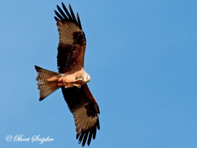 Black Kite Birding Portugal