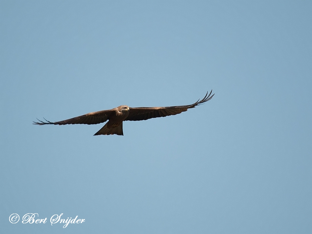 Black Kite Birding Portugal