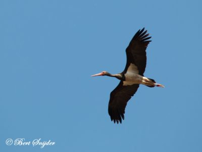 Black Stork Birding Portugal