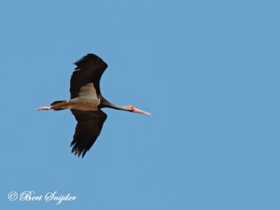 Black Stork Birding Portugal