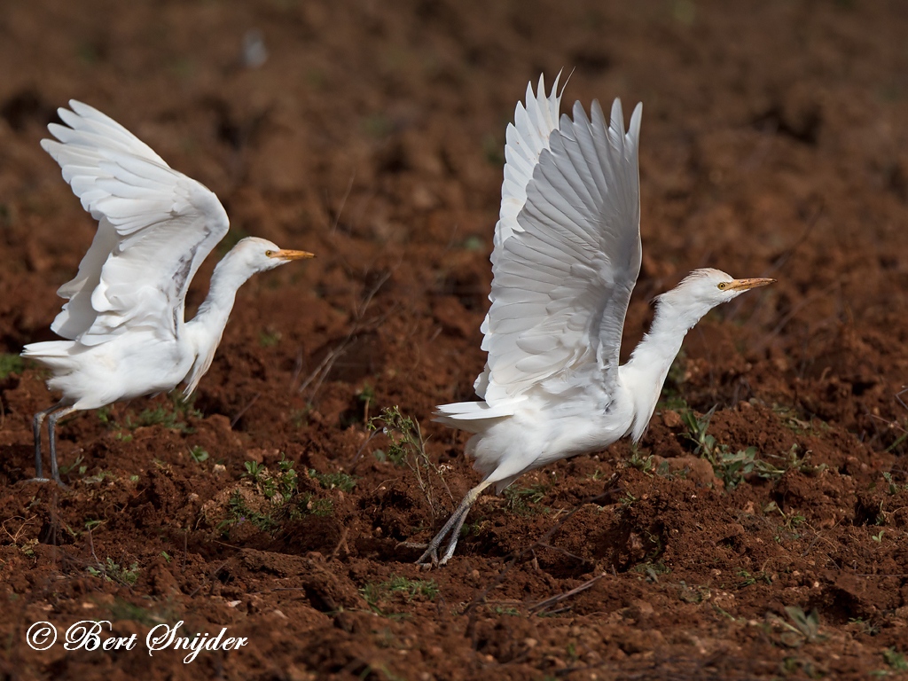 Cattle Egret Birding Portugal