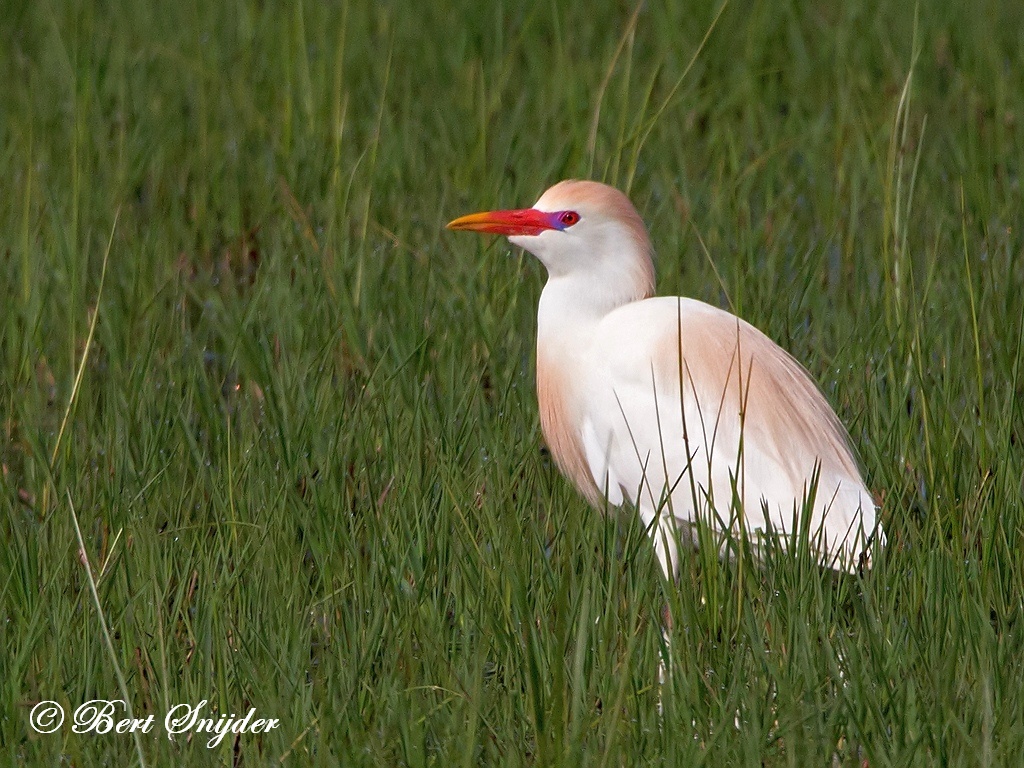 Cattle Egret Birding Portugal