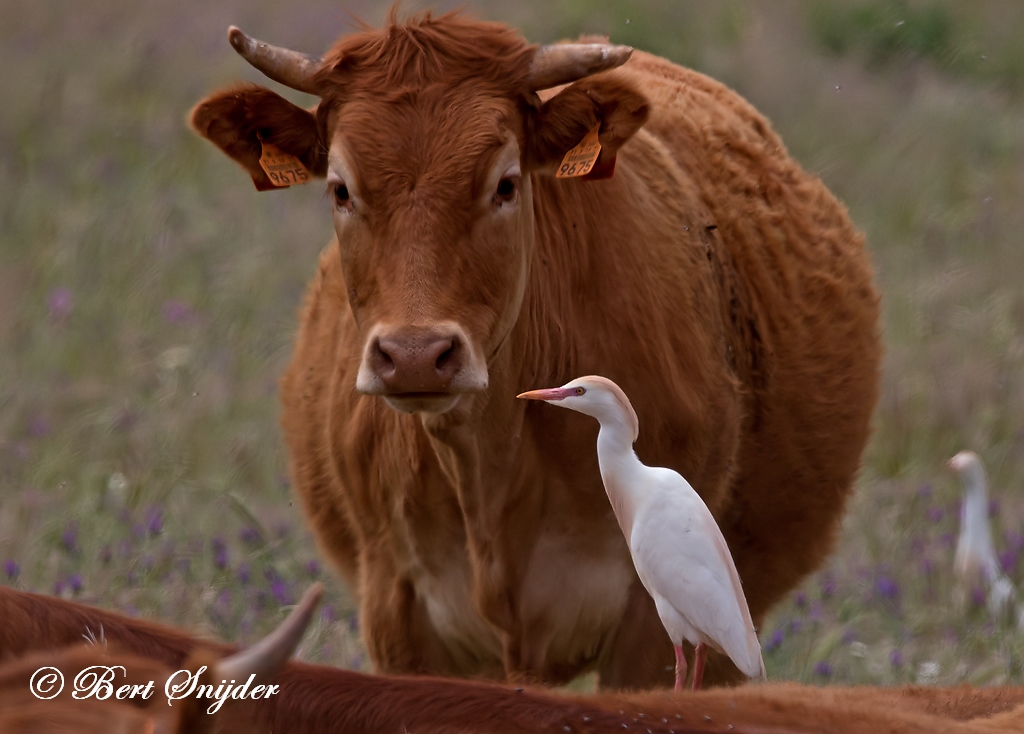 Cattle Egret Birding Portugal