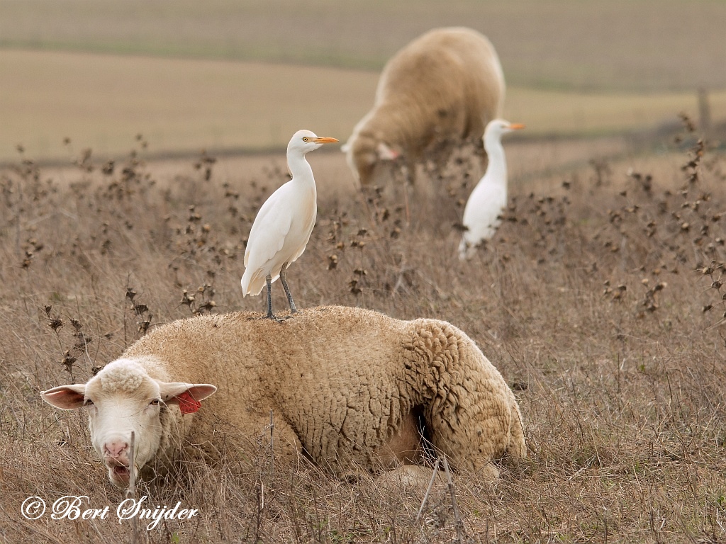 Cattle Egret Birding Portugal