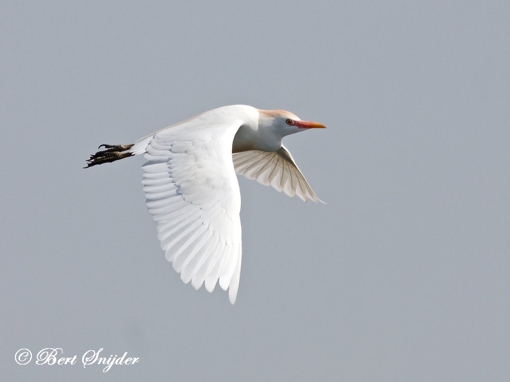 Cattle Egret Birding Portugal