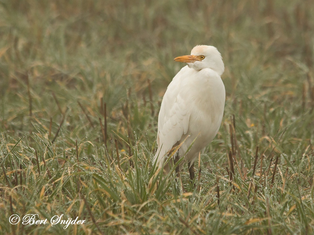 Cattle Egret Birding Portugal