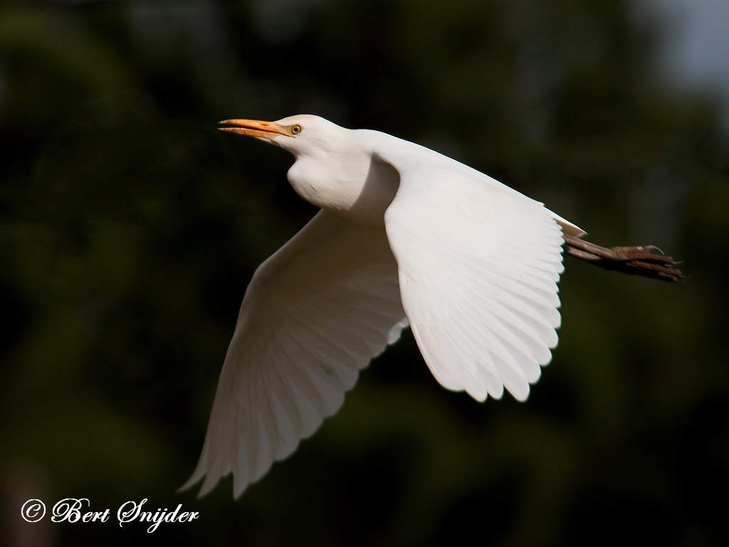 Cattle Egret Birding Portugal