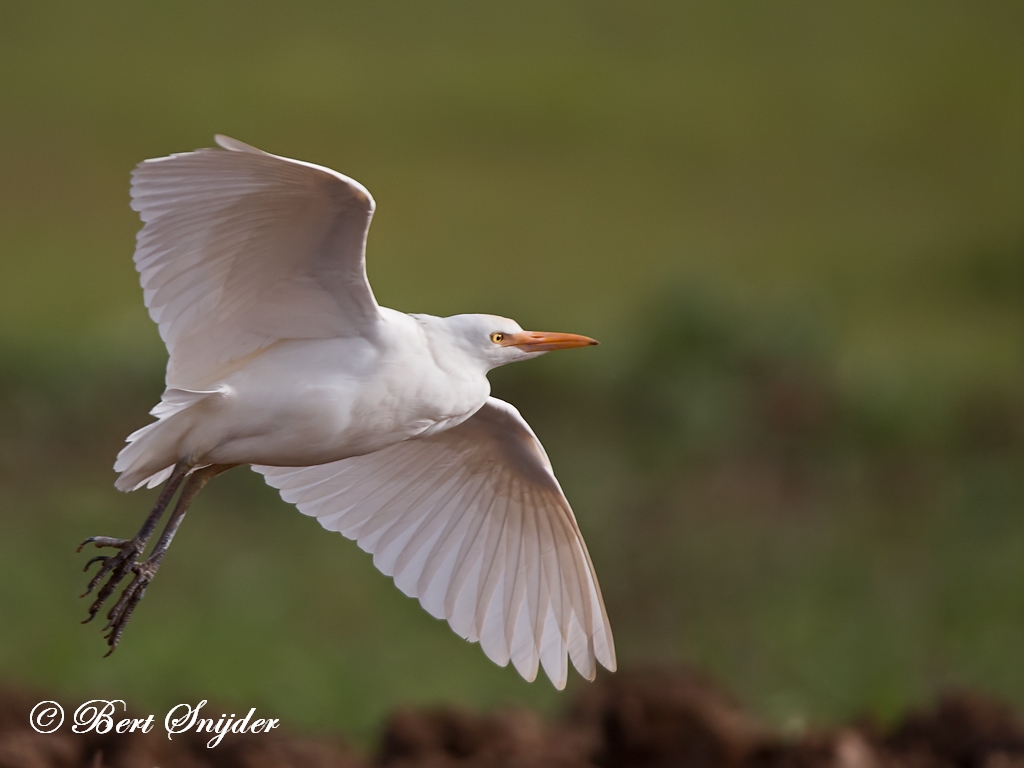 Cattle Egret Birding Portugal