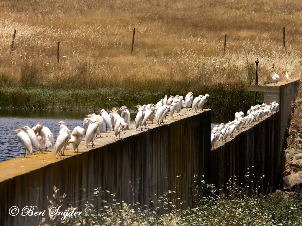 Cattle Egret Birding Portugal