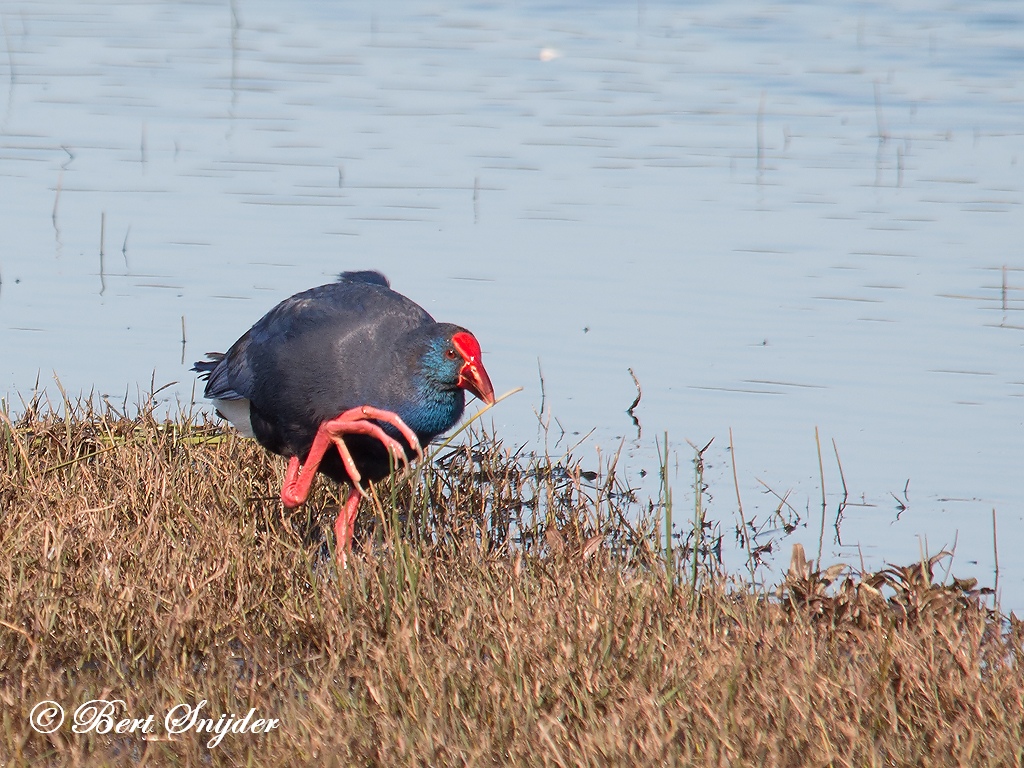 Purple Swamphen Birding Portugal