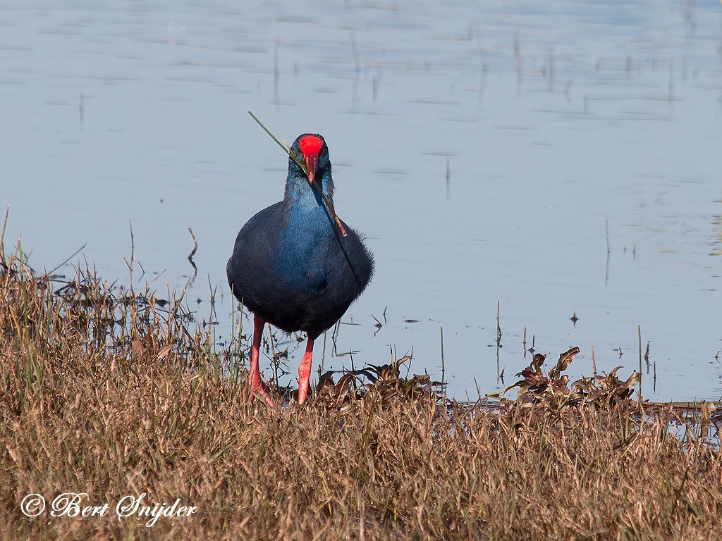 Purple Swamphen Birding Portugal