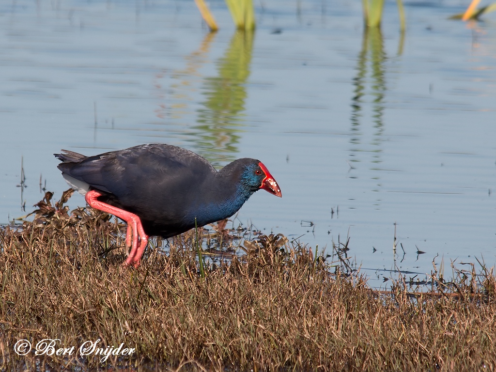 Purple Swamphen Birding Portugal