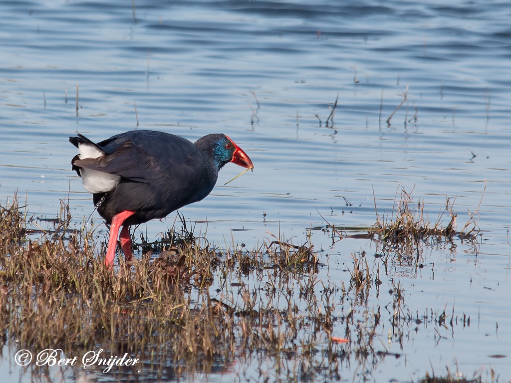 Purple Swamphen Birding Portugal