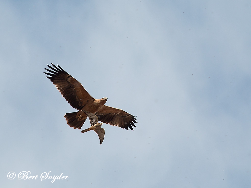 Spanish Imperial Eagle Birding Portugal