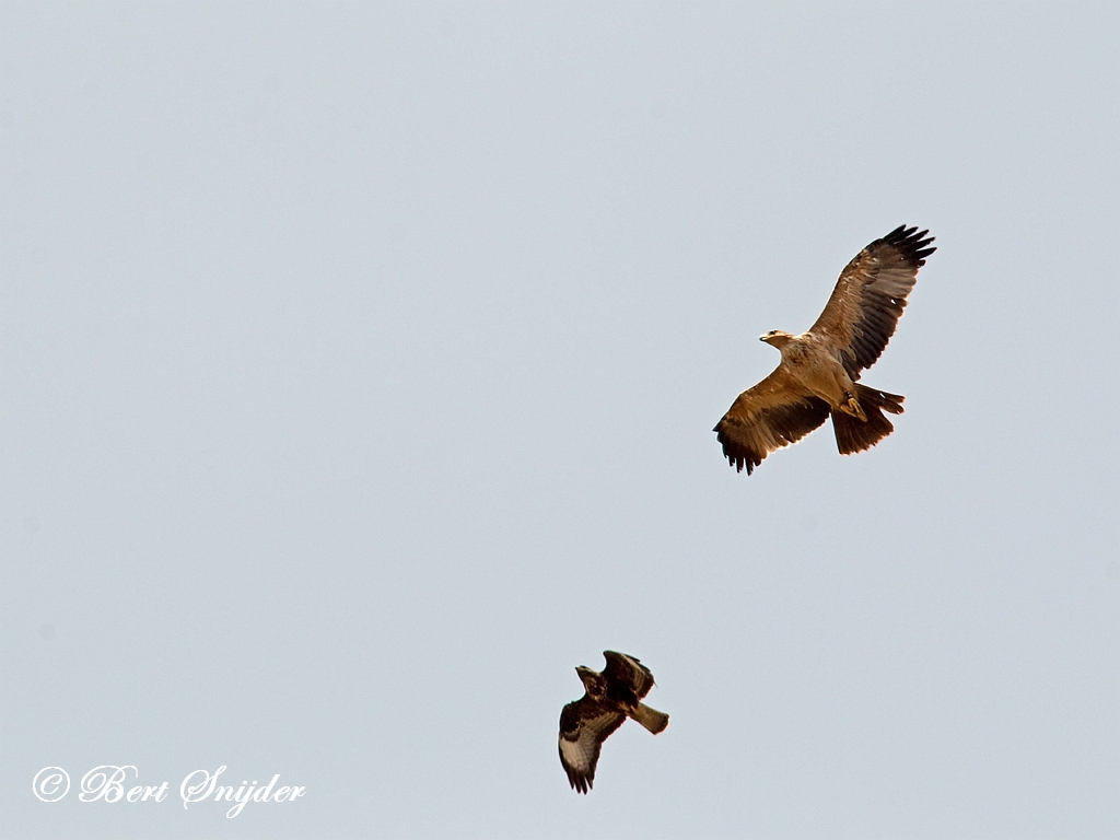 Spanish Imperial Eagle Birding Portugal