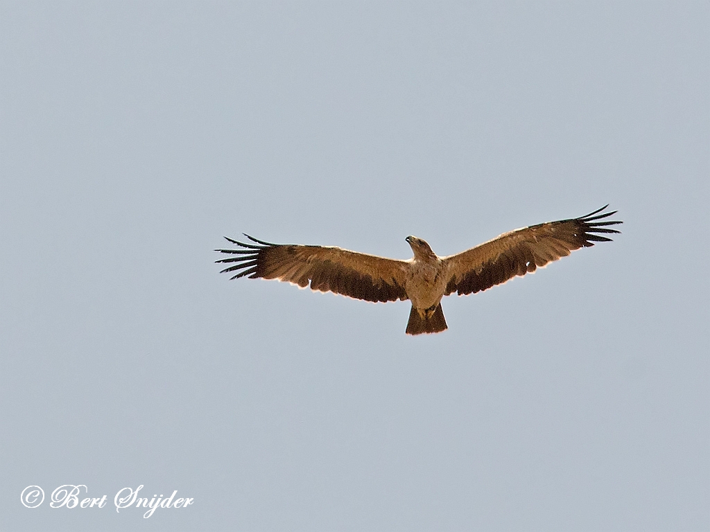 Spanish Imperial Eagle Birding Portugal