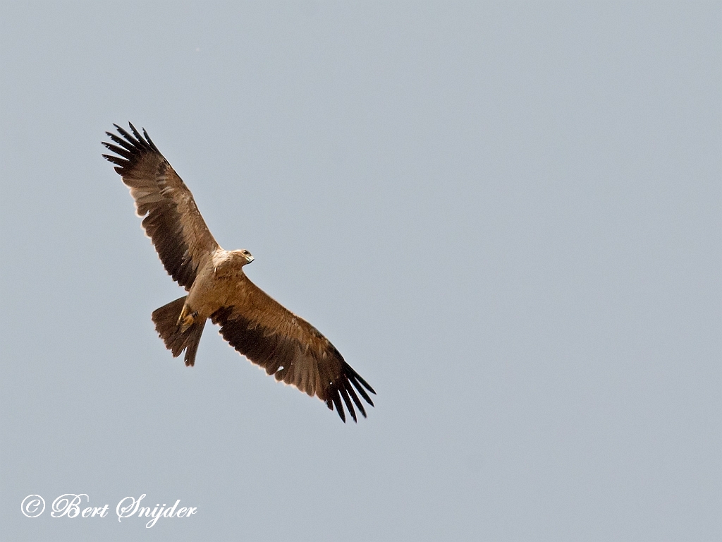 Spanish Imperial Eagle Birding Portugal