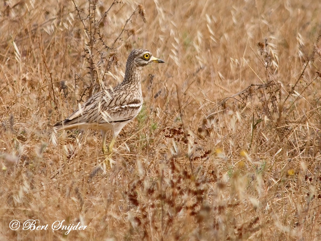 Stone Curlew Birding Portugal