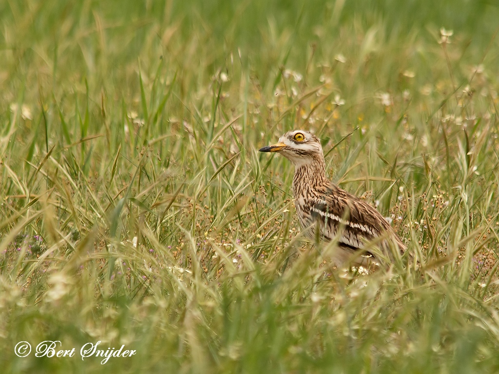 Stone Curlew Birding Portugal