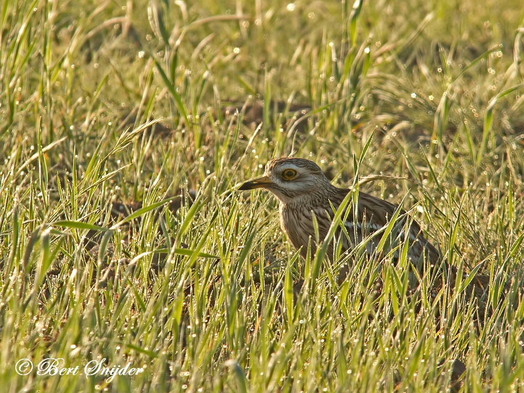 Stone Curlew Birding Portugal