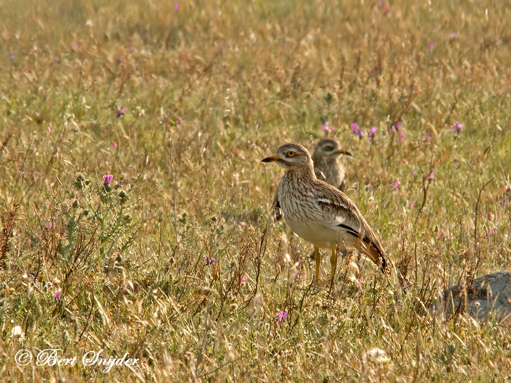 Stone Curlew Birding Portugal