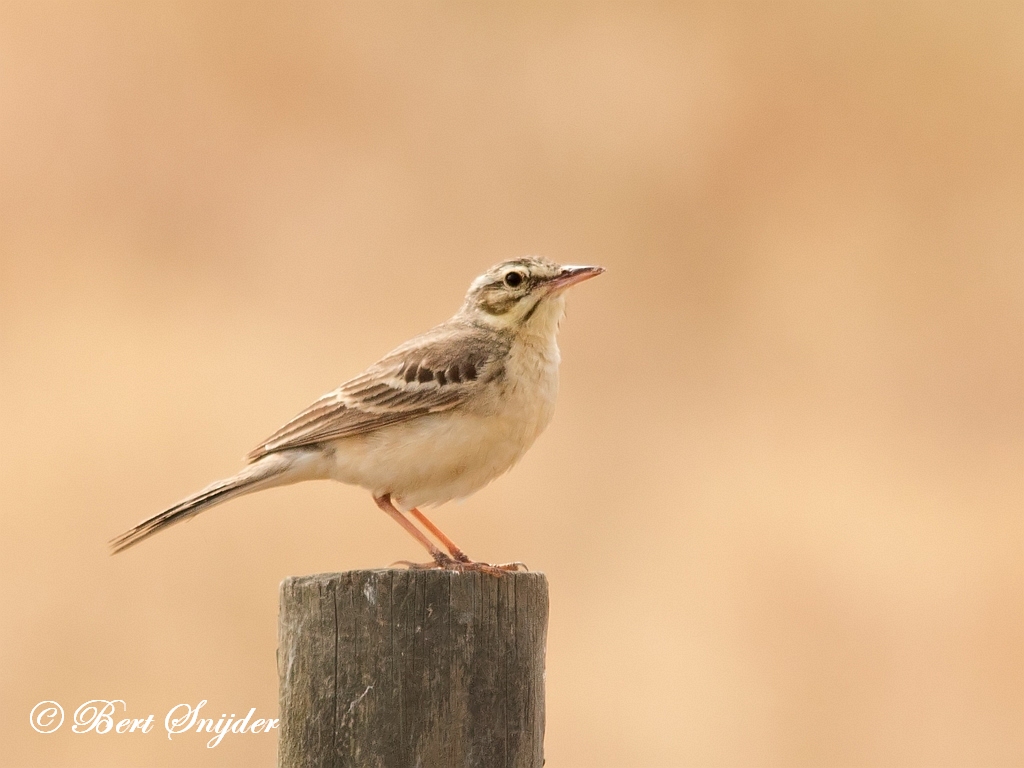 Tawny Pipit Birding Portugal