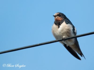 Barn Swallow Birding Portugal