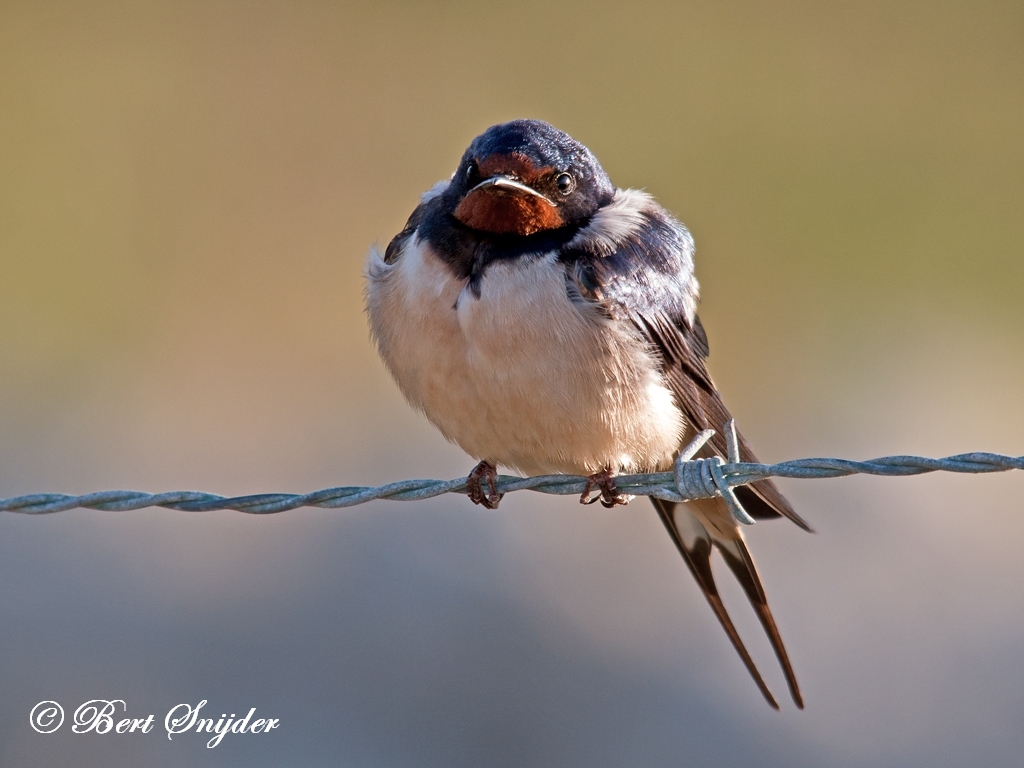 Barn Swallow Birding Portugal