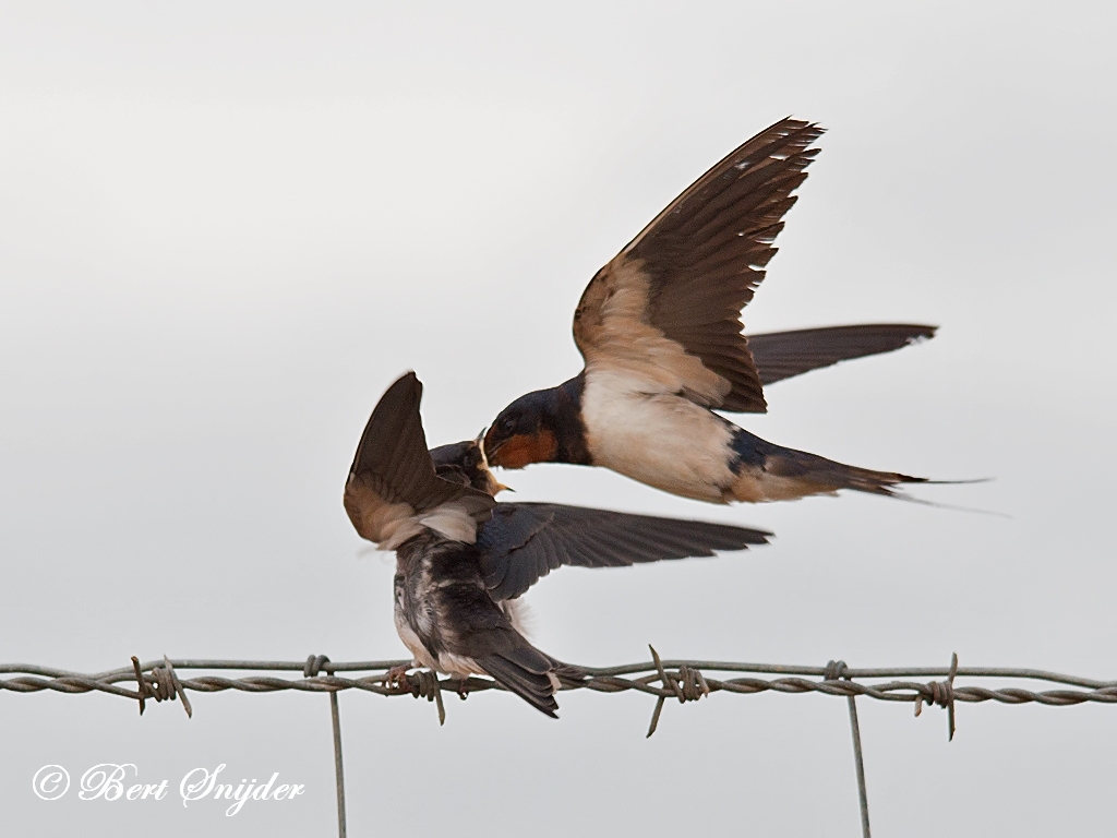 Barn Swallow Birding Portugal