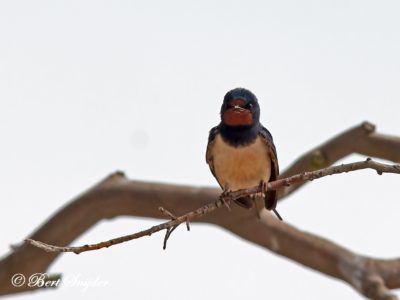 Barn Swallow Birding Portugal