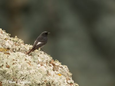 Black Redstart Birding Portugal