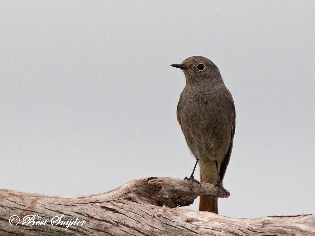 Black Redstart Bird Hide BSP6 Portugal