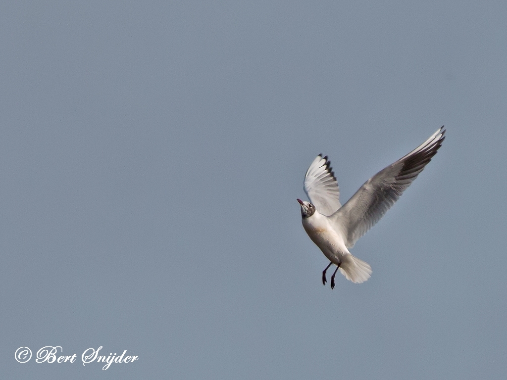 Black-headed Gull Bird Hide BSP2 Portugal