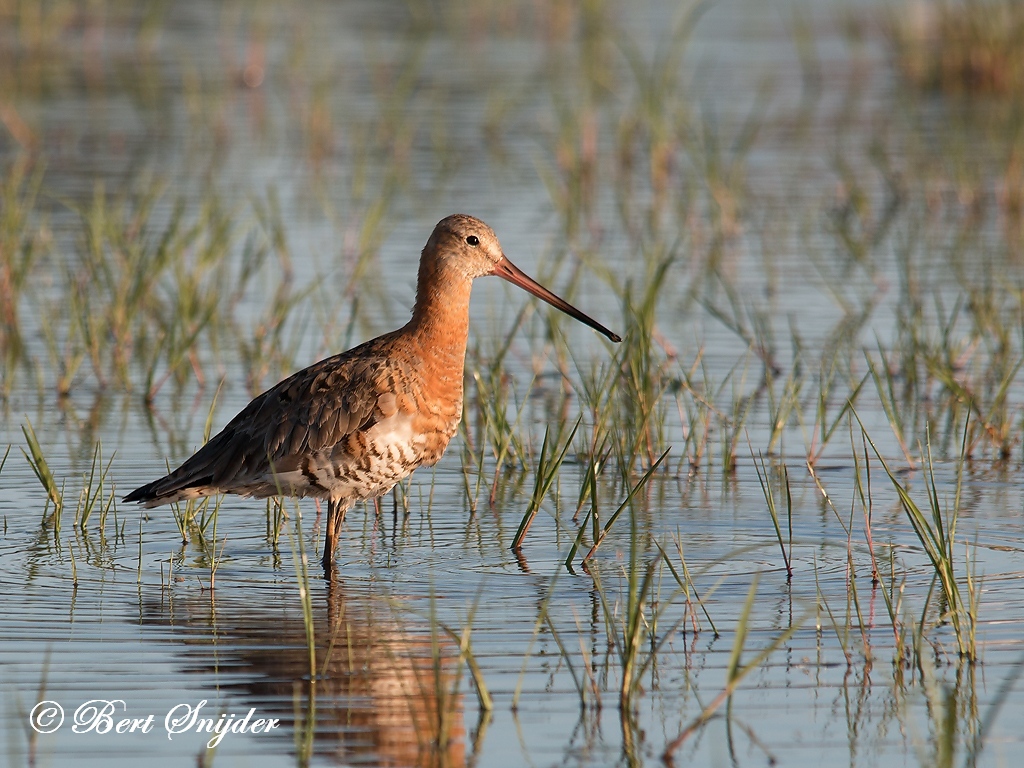 Black-tailed Godwit Birding Portugal