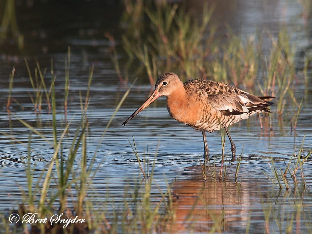 Black-tailed Godwit Birding Portugal