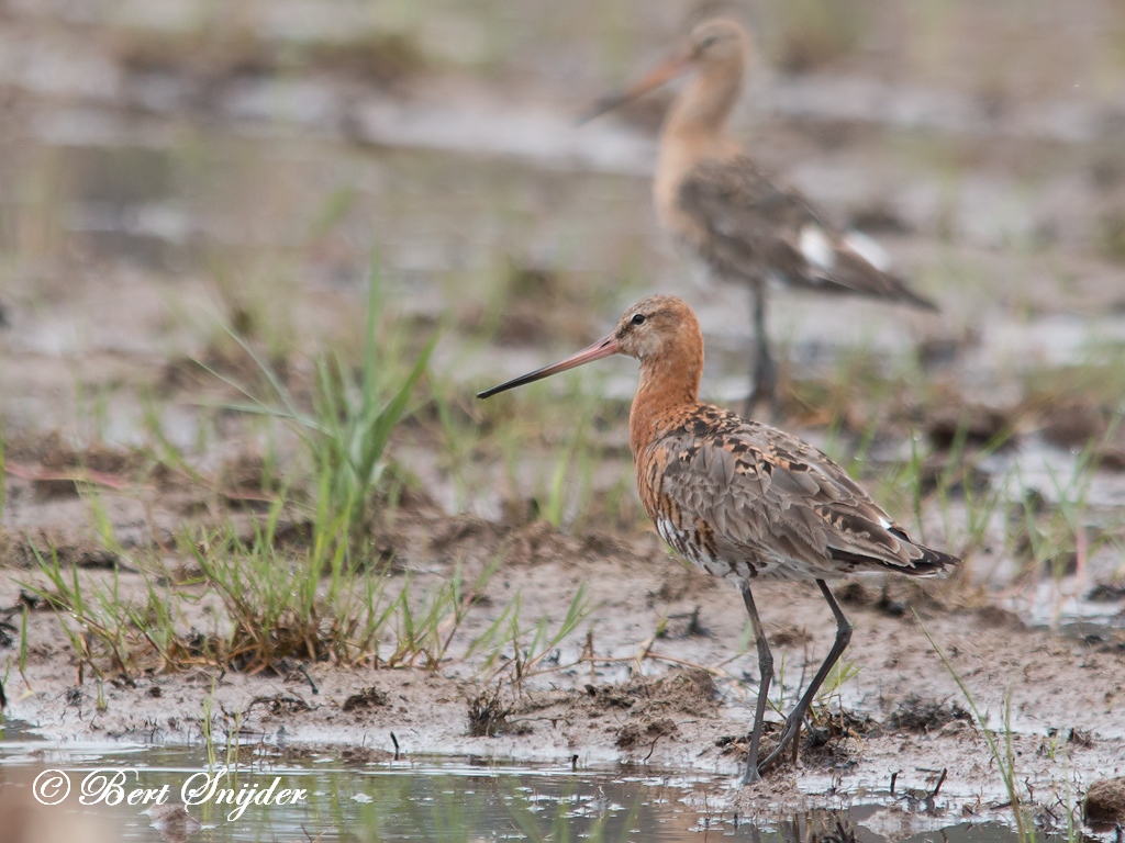 Black-tailed Godwit Birding Portugal