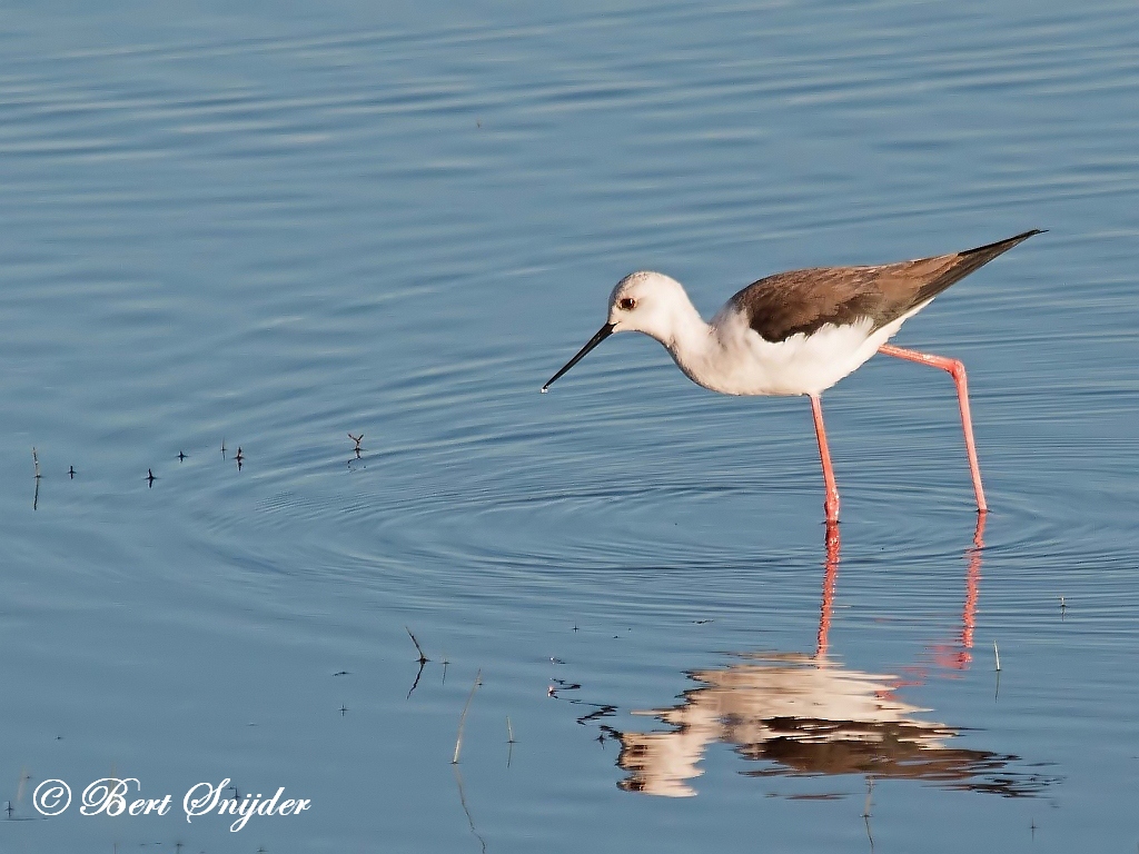 Black-winged Stilt Birding Portugal